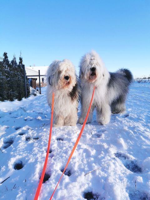 DWÓJNIK WODOODPORNY DLA MAŁYCH PSÓW | SHELBY - DUAL WOOFY LEASH DWÓJNIK WODOODPORNY DLA MAŁYCH PSÓW | SHELBY - DUAL WOOFY LEASH