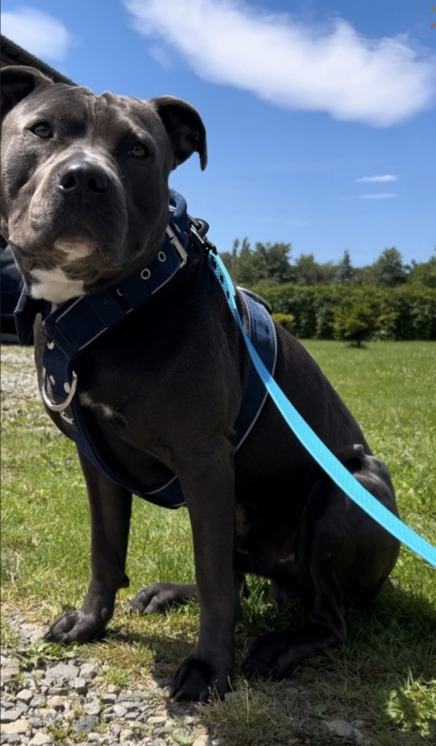SMYCZ DLA DUŻEGO PSA WODOODPORNA HEXA TYPU BIOTHANE 20MM I SHELBY WOOFY LEASH SMYCZ DLA DUŻEGO PSA WODOODPORNA HEXA TYPU BIOTHANE 20MM I SHELBY WOOFY LEASH