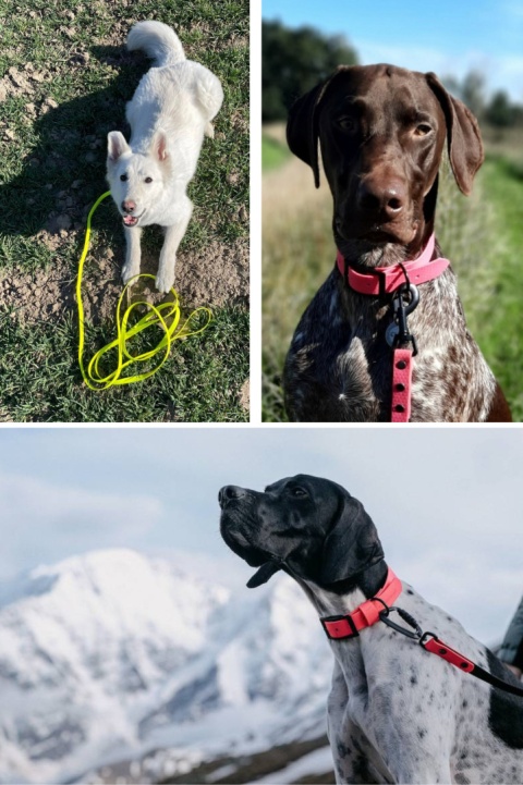 Smycz dla średniego psa wodoodporna z taśmy Hexa 16mm pomarańczowa ShelbyPets