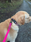 SMYCZ WODOODPORNA DLA DUŻEGO PSA I SHELBY - WOOFY ULTRA LEASH