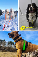 SMYCZ DLA ŚREDNIEGO PSA WODOODPORNA HEXA TYPU BIOTHANE 16MM I SHELBY WOOFY LEASH