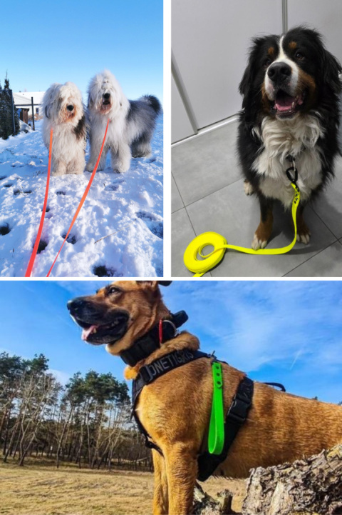 SMYCZ DLA ŚREDNIEGO PSA WODOODPORNA HEXA TYPU BIOTHANE 16MM I SHELBY WOOFY LEASH SMYCZ DLA ŚREDNIEGO PSA WODOODPORNA HEXA TYPU BIOTHANE 16MM I SHELBY WOOFY LEASH