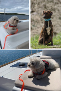 SMYCZ DLA ŚREDNIEGO PSA WODOODPORNA HEXA TYPU BIOTHANE 16MM I SHELBY WOOFY LEASH