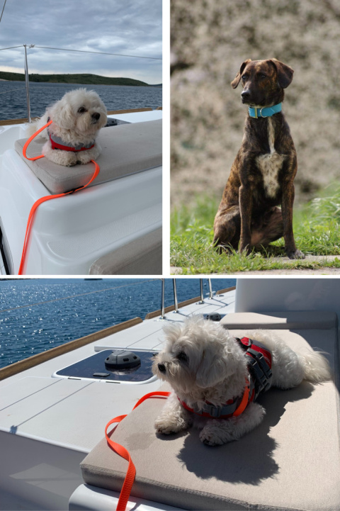 SMYCZ DLA ŚREDNIEGO PSA WODOODPORNA HEXA TYPU BIOTHANE 16MM I SHELBY WOOFY LEASH SMYCZ DLA ŚREDNIEGO PSA WODOODPORNA HEXA TYPU BIOTHANE 16MM I SHELBY WOOFY LEASH