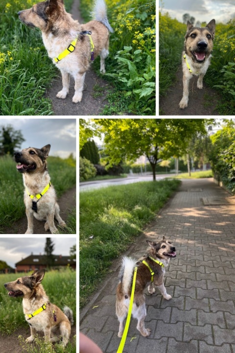 SZELKI WODOODPORNE DLA PSA GUARD I WOOFY HARNESS SZELKI WODOODPORNE DLA PSA GUARD I WOOFY HARNESS
